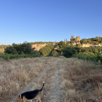 Rufus